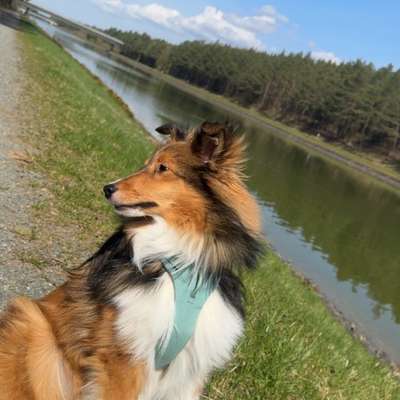 Hundetreffen-Spielkumpel gesucht-Bild
