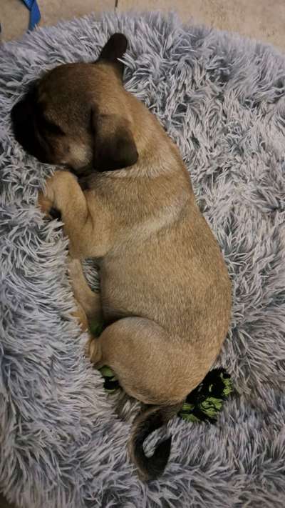 Welpen Bilder !-Beitrag-Bild