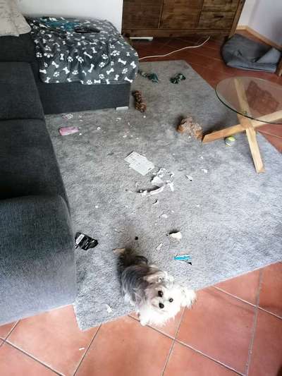 Dogorama Foto Challenge - Erwischt-Beitrag-Bild