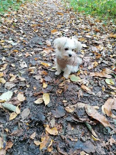 Mischlinge raten - Rätselspaß-Beitrag-Bild