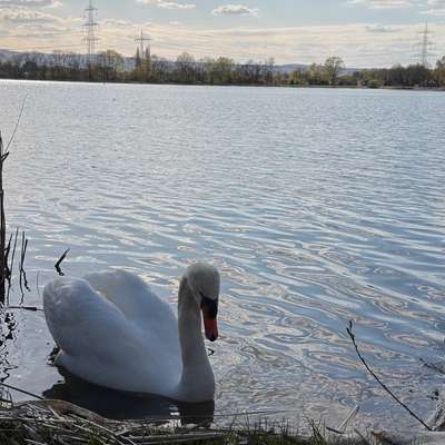 Hundeauslaufgebiet-Lambsheimer Weiher-Bild