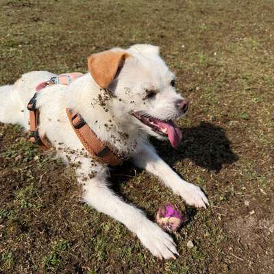 Hundeauslaufgebiet-Ludwigshafen Auslaufplatz 
Nähe Pegeluhr-Bild