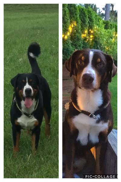 Appenzeller Sennenhunde-Beitrag-Bild