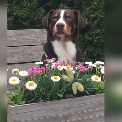 Appenzeller Sennenhunde-Beitrag-Bild