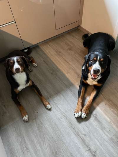 Appenzeller Sennenhunde-Beitrag-Bild