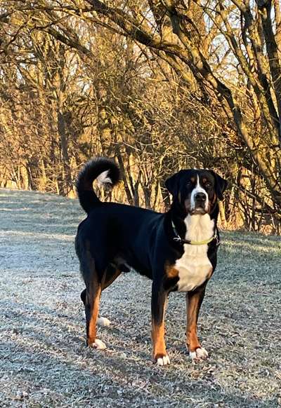 Appenzeller Sennenhunde-Beitrag-Bild