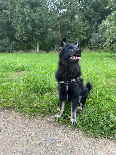 Hundetreffen-Gassi und Spielfreunde gesucht.-Bild