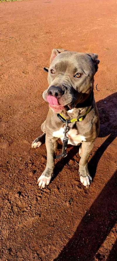 Freunde von 'Kampfhunden'-Beitrag-Bild