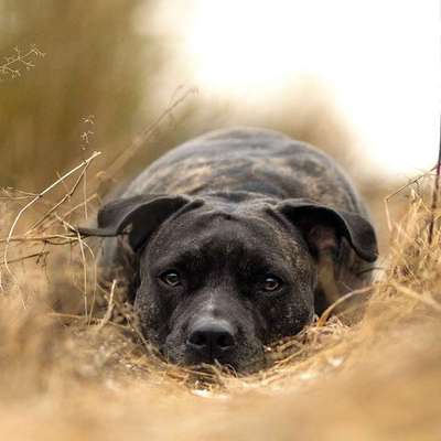 Giftköder-Hund-Mensch Fotografin in Freising-Bild