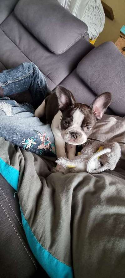 Französische Bulldoggen-Beitrag-Bild