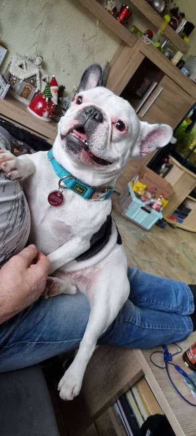 Französische Bulldoggen-Beitrag-Bild