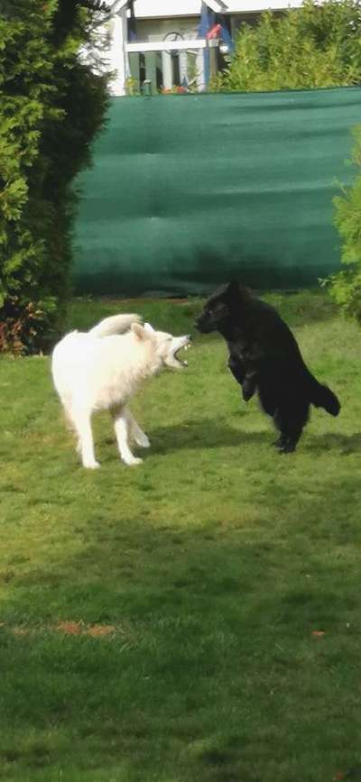 Lustigsten Grimassen von euren Hunden-Beitrag-Bild