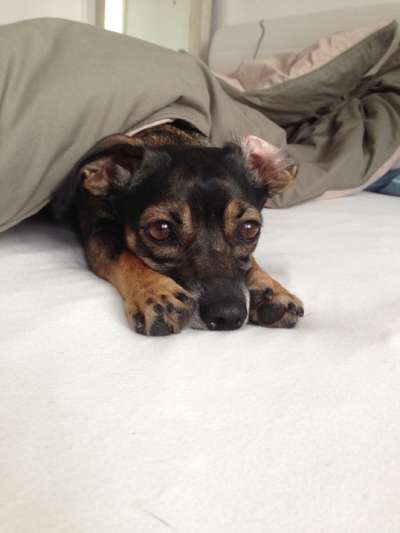 Unsere Fellnasen im Regenbogenland-Beitrag-Bild