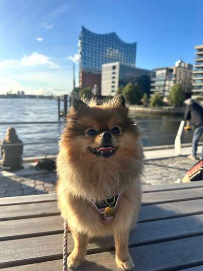 Hundetreffen-Pomeranian-Treffen 🦁-Bild
