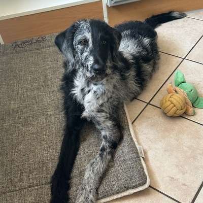 Hundetreffen-Spiele Runde-Bild