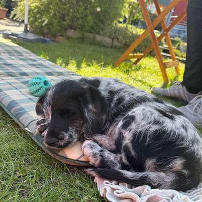 Hundetreffen-Welpentreffen-Bild