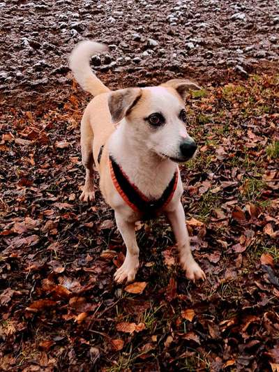 Wie heißt dein Hund?-Beitrag-Bild