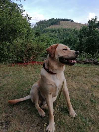 Labradorfans-Beitrag-Bild