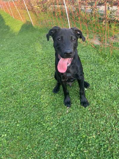 Labradorfans-Beitrag-Bild