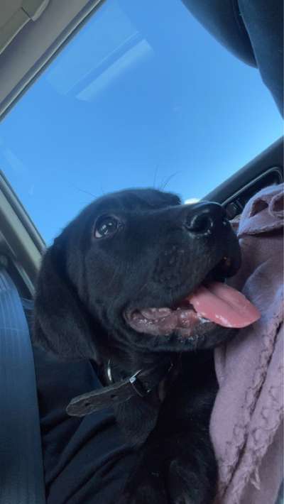 Welpenfotos-Beitrag-Bild