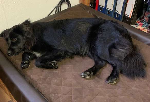 Hundetreffen-Spiel und Spaß-Bild