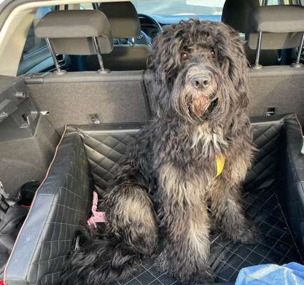 Hundetreffen-Spiel- und Gassigehgefährt-in-Bild