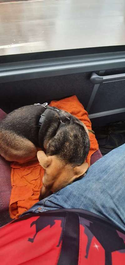 FOTOCHALLENGE 70 - Dein Hund im Auto-Beitrag-Bild