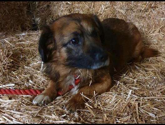 TierschutzhundeStammtisch🐕-Beitrag-Bild