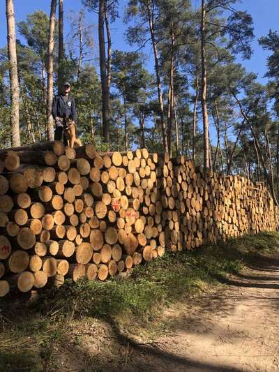 Hundetreffen-Gassirunde / Training / evtl. Spielen-Bild