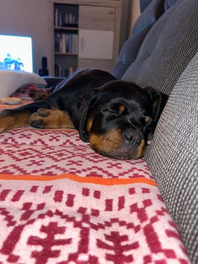 Rottweiler/-Mischlinge-Beitrag-Bild