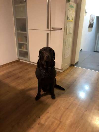 Hundetreffen-Gassi & Spielrunde in Oy-Mittelberg-Bild