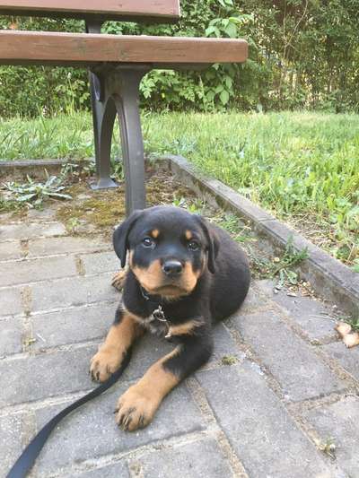 Dogorama Photo Challenge - Steine/Felsen-Beitrag-Bild