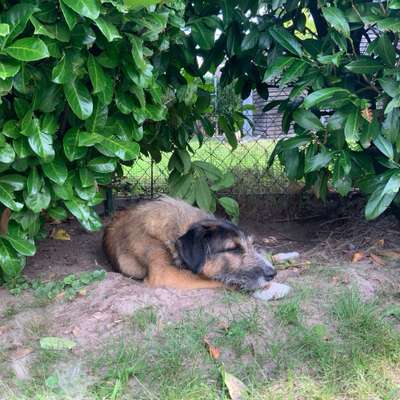 Hundetreffen-Gegenseitige Hundebetreuung-Bild