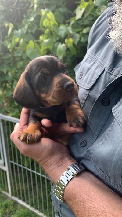 Welpen Bilder !-Beitrag-Bild