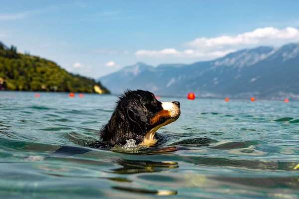 Die Dogorama Kalender Challenge 4/4-Beitrag-Bild