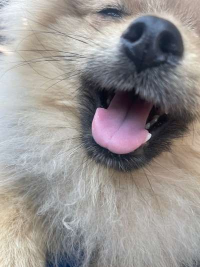 Helle Zunge ?-Beitrag-Bild