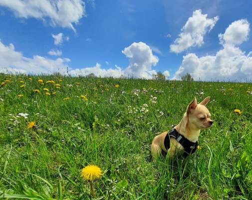 Die Dogorama Monats Challenge "Es grünt und blüht"-Beitrag-Bild