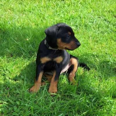 Hundetreffen-Apportier,Obedience,Dogdance Trainingstreff-Bild
