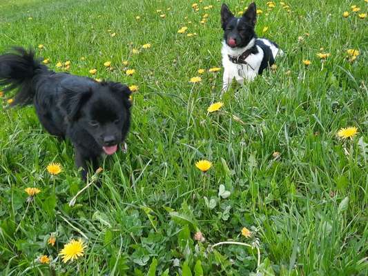 Hunde bellen trotz große runden und viel auslauf-Beitrag-Bild