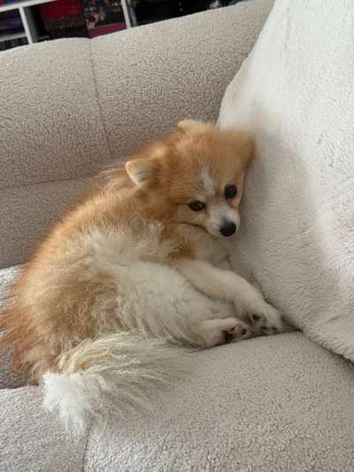 Hundetreffen-Hundetreffen in Türkheim-Bild