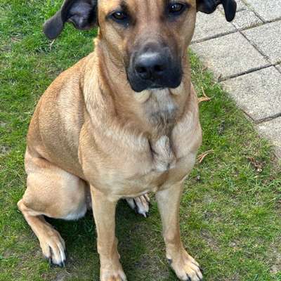 Hundetreffen-Spielpartner gesucht-Bild