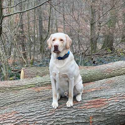 Hundetreffen-Spaziergang-Bild