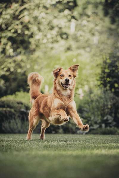 Die Dogorama Kalender Challenge 4/4-Beitrag-Bild