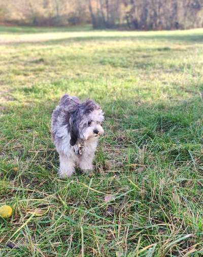 Zeigt mal eure besten Freunde-Beitrag-Bild