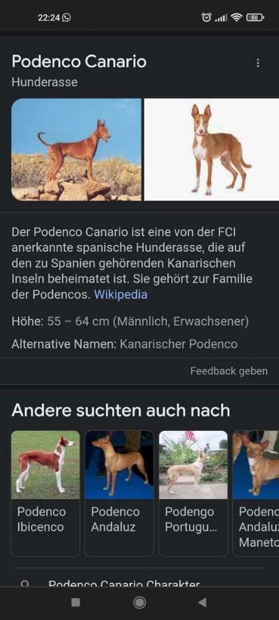 Podenco/Mischlinge hier? :-)-Beitrag-Bild