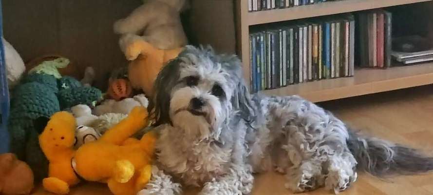 Welpen Bilder !-Beitrag-Bild