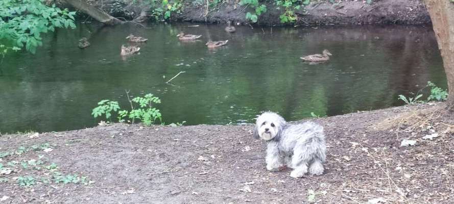 Eurasier-Beitrag-Bild