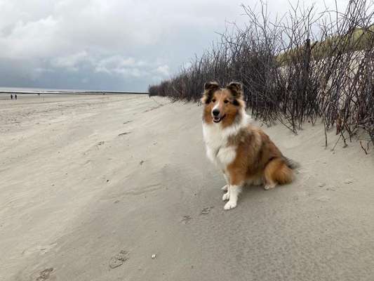 Shelties-Beitrag-Bild