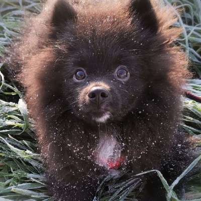 Hundetreffen-Hundewiese Pleidelsheim-Bild