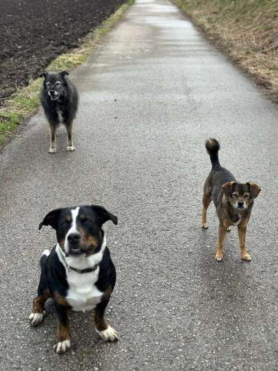 Hundetreffen-Seniorenspaziergang-Bild